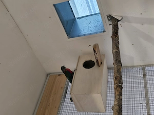 Rotbauchsittich Hahn