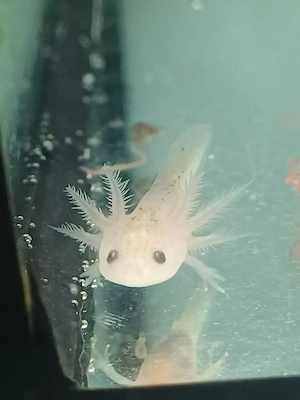 Baby Axolotl 