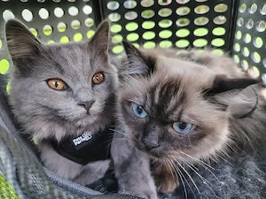 Ragdoll Britisch Langhaar BLH