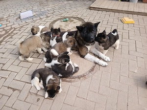  3 süße Welpen Abgabebereit ab 30.3.26 Bild 4