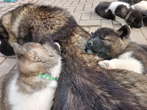 Reinrassige American Akita Abgabebereit ab 30.3.26