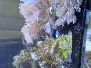 Affenhaar koralle ableger