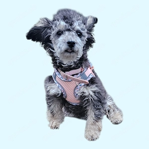 Toy Zwergpudel, 18 Wochen 