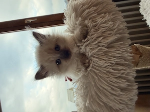 Heilige Birma Kitten Kater 