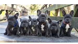  Zuckersüße Französische Bulldoggen Welpen mit Ahnentafel