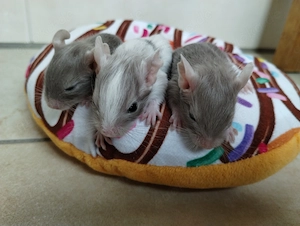 Super süßer Degu Nachwuchs:Sonderfarben:Schoko-Schecken suchen demnächst Heugeber!