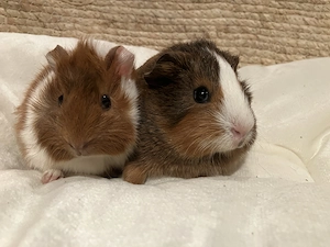 Süße Meerschweinchen Simba und Baghira suchen eine liebe Familie