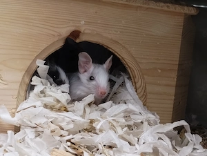 Super süßer Degu Nachwuchs:Sonderfarben:Schoko-Schecken suchen demnächst Heugeber!