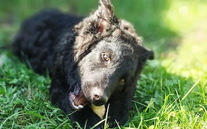 Zuhause gesucht für Vuki