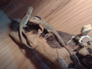 Babys Schlüpfen Süße Farb-Bartagamen Babys Pogona vitticeps liebevoll aufgezogen verschiedene Farben