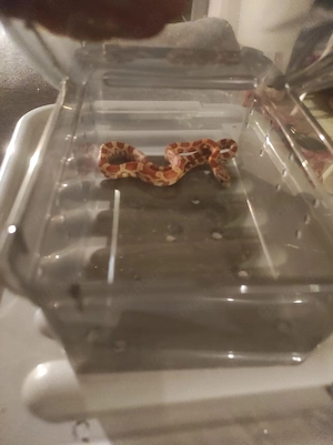 Diese 3 Süßen Mädchen und alle 3 sind jetzt 1 Jahr alt 