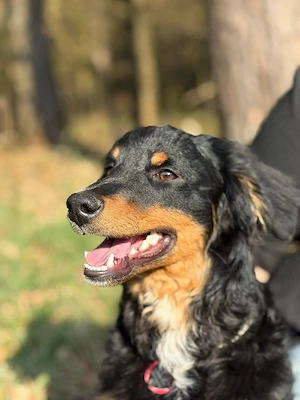smilie Mini Aussie Rüde 6 Monate alt 