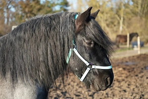 Deckhengst Belgisches Kaltblut  Bild 5