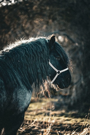 Deckhengst Belgisches Kaltblut 