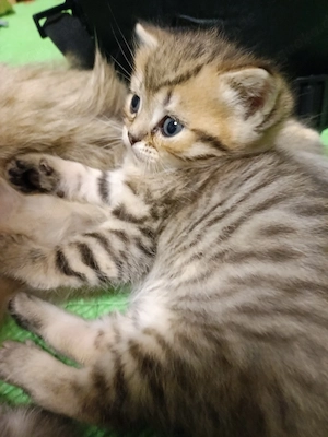 Katzenbabys bkh golden bleck  NY24 Getiegert 