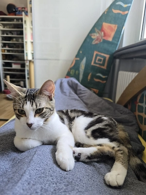 Turcifal & Povoa   zauberhaftes Katzenpaar in München sucht Zuhause