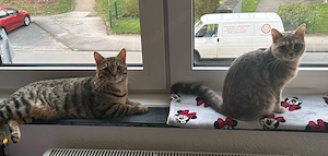 Liebevolle Bengal-Mix Katzen (Leo & Lilly) suchen neues Zuhause