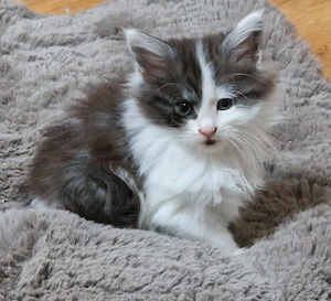 Maine Coon Kitten