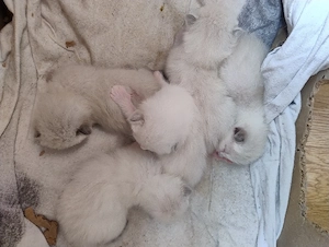 Siam Ragdoll Kitten ab Ende Mai