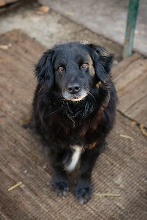 *FEDELE* - Lieb, sozial, lernbereit