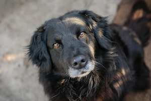 *FEDELE* - Lieb, sozial, lernbereit