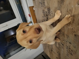 reinrassige labradorwelpen