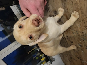 reinrassige labradorwelpen Bild 2