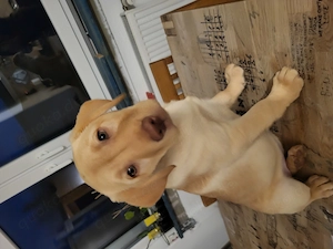 reinrassige labradorwelpen