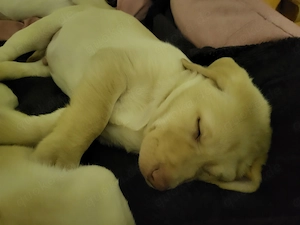 reinrassige labradorwelpen Bild 6