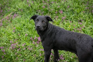 Welpe *CHICA* - die Welpin sucht Menschen, die mit ihr lernen und üben 