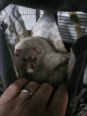 Ratte Ratten savic royal xxl