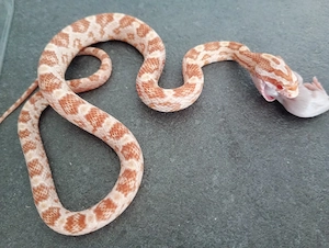 Kornnatter NZ 08.2025 "Butter"