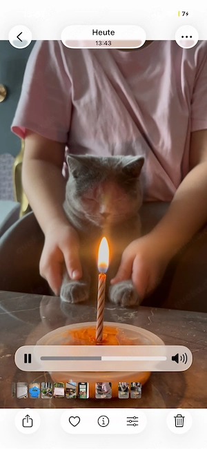Ein jahrige BHK kurz harre katze  geimpft und kastrieren und gechipt