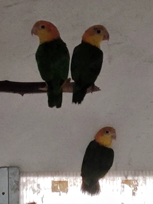 2.1 Rostkappenpapageien