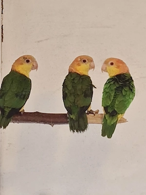 2.1 Rostkappenpapageien