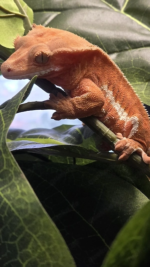 Kronengecko 0.1 Red phantom Lilly white proven breeder Weibchen