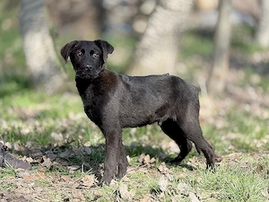 *RALFIE* - der Welpe liebt Artgenossen und die Nähe zu den Menschen