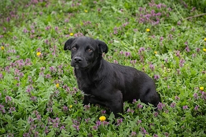 Chip 272023 - der Welpe spielt mit seinen Artgenossen und möchte die Benimmregeln lernen 