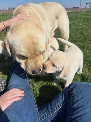 Labradorwelpen zur Adoption verfügbar   