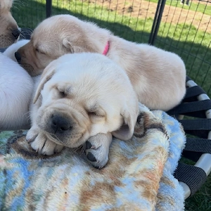 Labradorwelpen zur Adoption verfügbar     