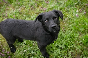 Welpe *DIX* - Der Süße ist sher sozial und möchte die Benimmregeln lernen 