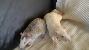 Ratte Farbratte männlich 