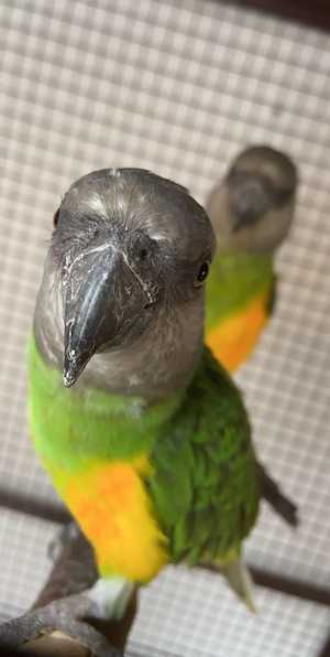 Mohrenkopf Papagei 1.1