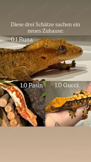 Kronengeckos 1.0   0.1 