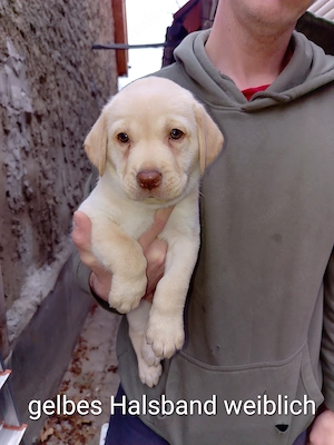 Wunderschöne Labrador-Husky-Mix-Welpen