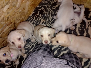 Wunderschöne Labrador-Husky-Mix-Welpen