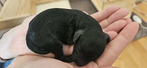 Toypudel Pudel Welpen Bild 6