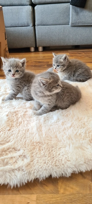Russisch Blau Katzenbabys mix 