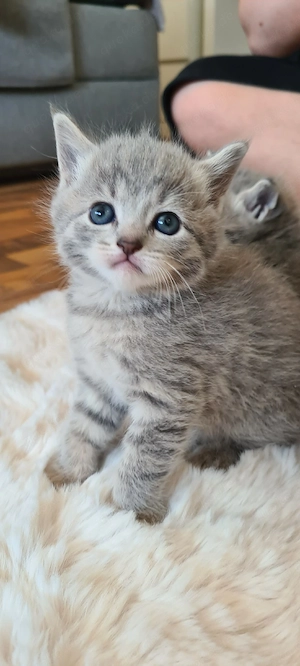Katzenbabys Russischblau mix 