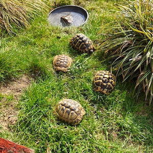 Griechische Landschildkröten THB w2008 w2010 m2007